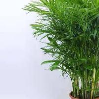 家里养夏威夷竹风水好吗夏威夷竹子的养殖方法和注意事项