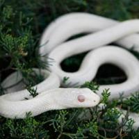 梦见白蛇是什么意思好不好梦见一条粗粗的大白蛇