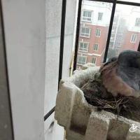 斑鸠6楼阳台筑巢一年孵出三窝小鸟