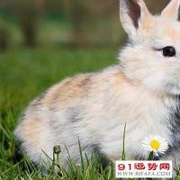 生肖兔和生肖狗差几岁属兔比属狗大多少岁