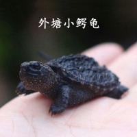 小鳄龟黑色鳄鱼龟乌龟黄壳杂佛暴刺凶猛淡水观赏龟-  5-6厘米非常好养