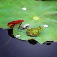 黄梅时节家家雨,青草池塘处处蛙.