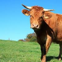 命理2020年属牛者全年运势:在2020年中,生肖牛的人,在这一年由于子丑