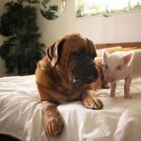 狗和小猪成了好朋友,一起吃饭一起睡觉,结果猪长胖后吓了狗一跳