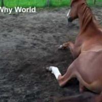 这匹马就这样玩着结果就不小心摔倒在地上了简直太有趣