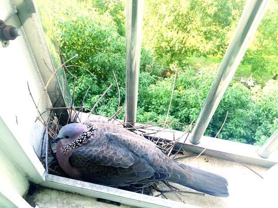 武汉居民家飞来一对珠颈斑鸠窗台上筑巢孵出小鸟