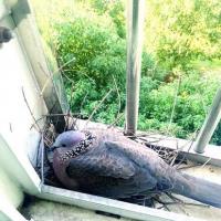 武汉居民家飞来一对珠颈斑鸠窗台上筑巢孵出小鸟