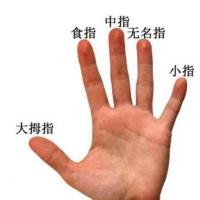 无名指是哪个手指哪个是食指无名指中指