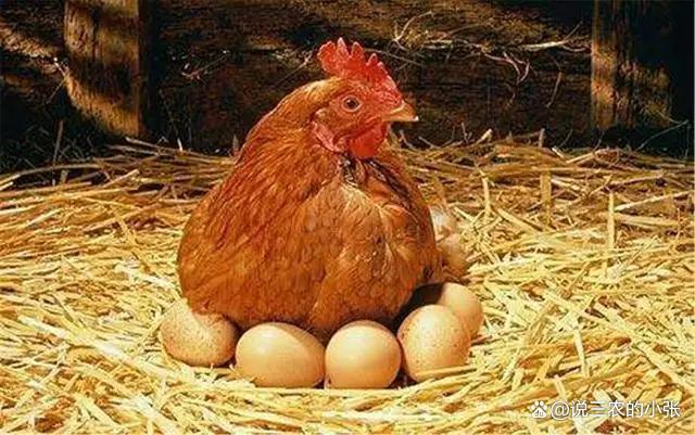 五年以上的老母鸡大都不会下蛋了,为什么还会有人去高价购买呢?