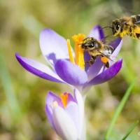 要想蜜蜂多产蜜,蜂群的3个生活习性,4个生活时期养蜂人要掌握