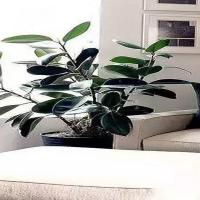 十大客厅风水植物最适合客厅摆放的15种绿植