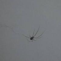 家里很干净也会有蜘蛛 出现两次了 第一次用药打死 第