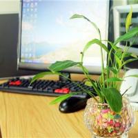 办公桌放什么植物风水好办公桌植物摆放风水讲究