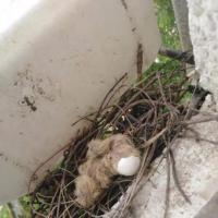 斑鸠来我家筑巢,三个月记录下了小鸟从孵化到起飞全程