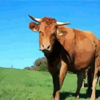 生肖牛的运势分析生肖牛这个属相命格中的运势算不上太强,属于中等