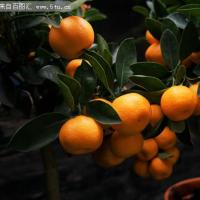 桔子树水果高清图片素材
