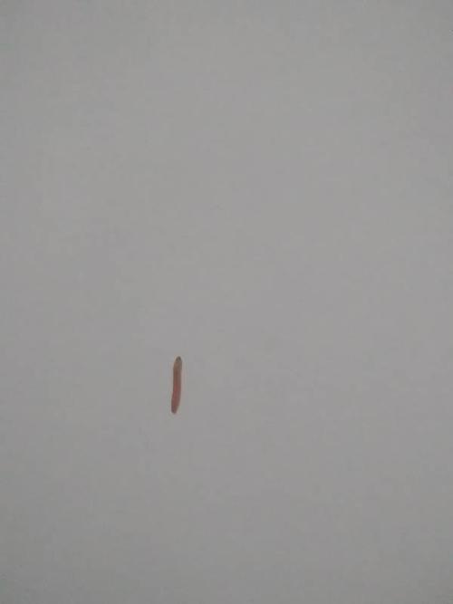 请问这是什么虫子?淡红色,蠕动爬行,卧室墙上出现的!