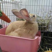 【养宠经验】兔子吃芹菜能化毛吗?