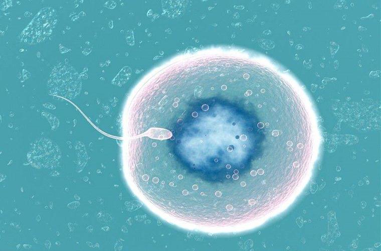 试管科普:精子与卵子的幸孕之旅