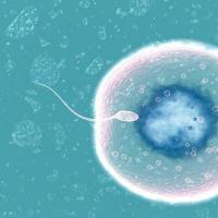 试管科普:精子与卵子的幸孕之旅