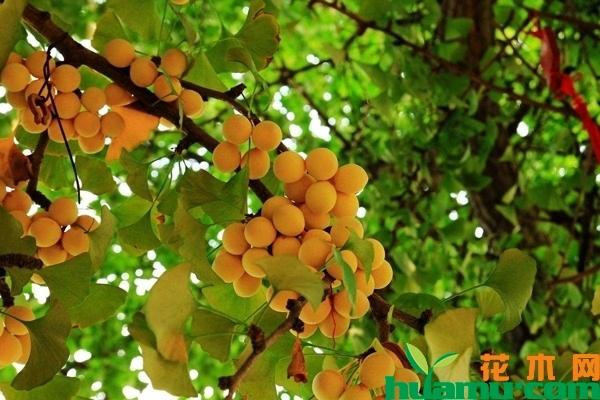 银杏树多少钱一棵种植银杏树风水禁忌有哪些