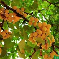 银杏树多少钱一棵种植银杏树风水禁忌有哪些