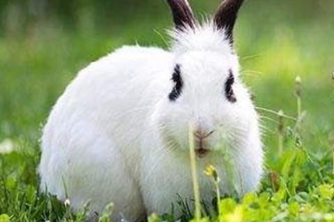 1999年属兔人2022年运势及运程详解99年出生36岁肖兔人在2022全年每月