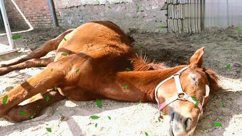 爱睡觉的小马驹,可能因为正在发育,所以它腿疼它就特别的爱躺着