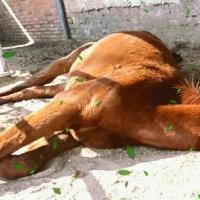 爱睡觉的小马驹,可能因为正在发育,所以它腿疼它就特别的爱躺着