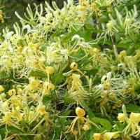 金银花的花语是什么 金银花寓意_祥安阁风水植物