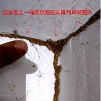 白蚁啃食房屋图片 家中地板被蛀空