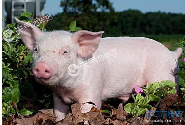 属猪的今年多大2016 属猪的今年几岁了