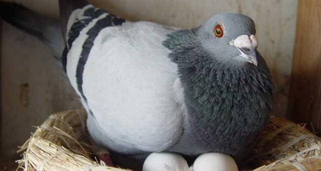 配对成功的母鸽一般在10天后下蛋.
