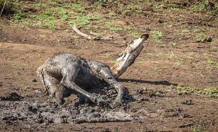这只小长颈鹿并不打算放弃自己,它试图靠自己的力量从泥潭爬出来,但大