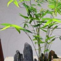 家里为什么不能养竹子盆栽室内养竹子位置及风水禁忌