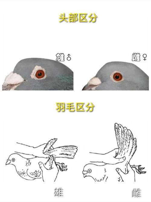 但其实鸽子在头部,体型,叫声,羽毛,肛门等方面都是有区别的,只要