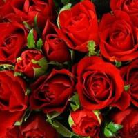 玫瑰花是爱情之花,你知道它的不同花语吗?