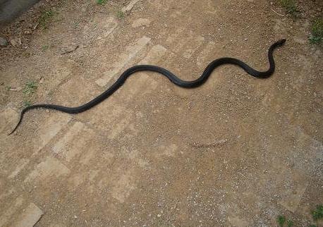 梦见一大一小两条黑蛇是有危险吗