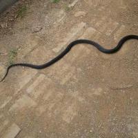 梦见一大一小两条黑蛇是有危险吗