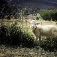 梦见白色羊是什么预兆