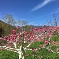 杨丽英家种植的桃树