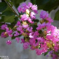 咸阳市市花—紫微花儿真漂亮!