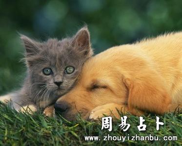 梦中梦见猫狗是什么意思