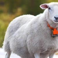 生肖属羊的人一生会有几次大坎?分别在什么年纪?