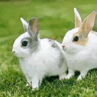属兔和什么属相是最佳婚配同年龄属兔1987年4月25号的和什么属相相