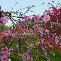植物园内春意浓,桃李芬芳樱花红, 莺歌燕舞人潮涌,鸟语花香美仙境.