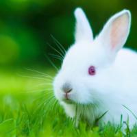 原创揭秘1963年卯兔的终身寿命57岁后什么命家有属兔的速看