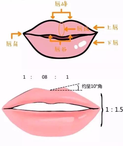 这些部位的位置,大小,有无,比例,都决定着嘴唇是否好看