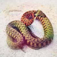 梦见一条彩色的蛇