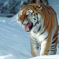 老虎梦见吃人是什么意思?